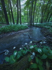 Majdán - Malé Karpaty 