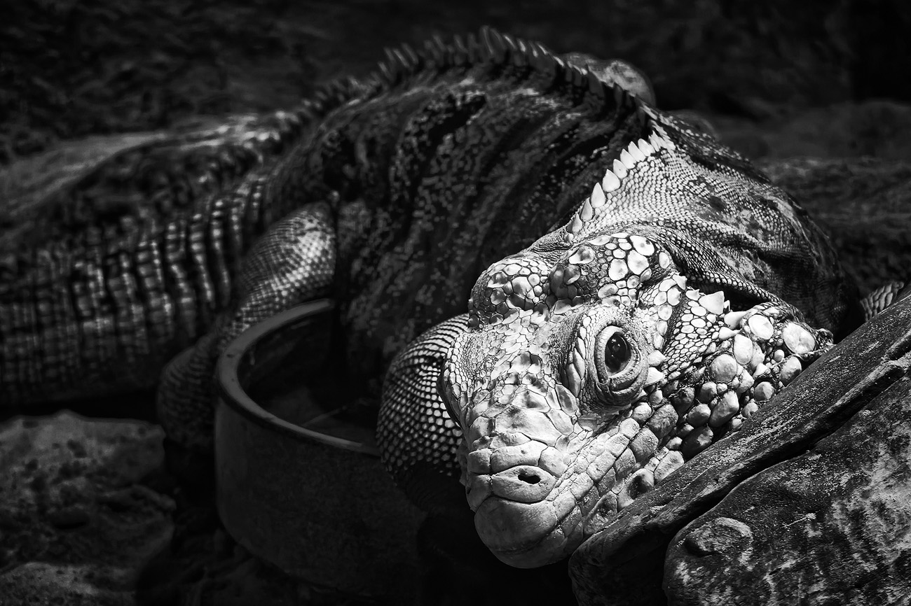 IMG_20250725_161736BW copy.jpg